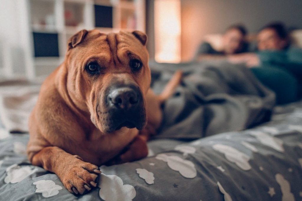 The best sheets for pets