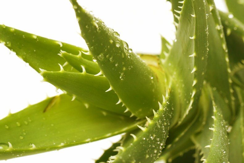 The plant aloe vera