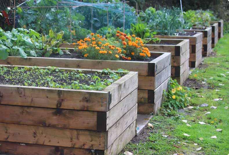 Wooden beds in which there are sown flowers