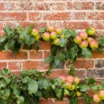 An espalier fruit trees in a backyard