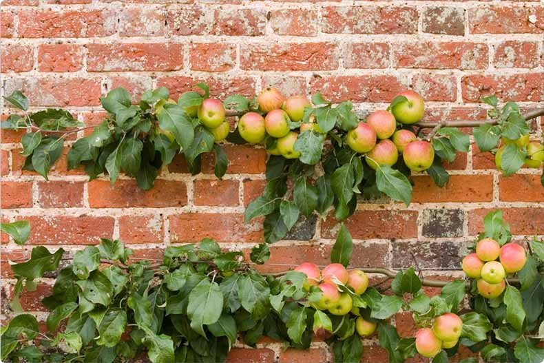 An espalier fruit trees in a backyard - MyGall.net