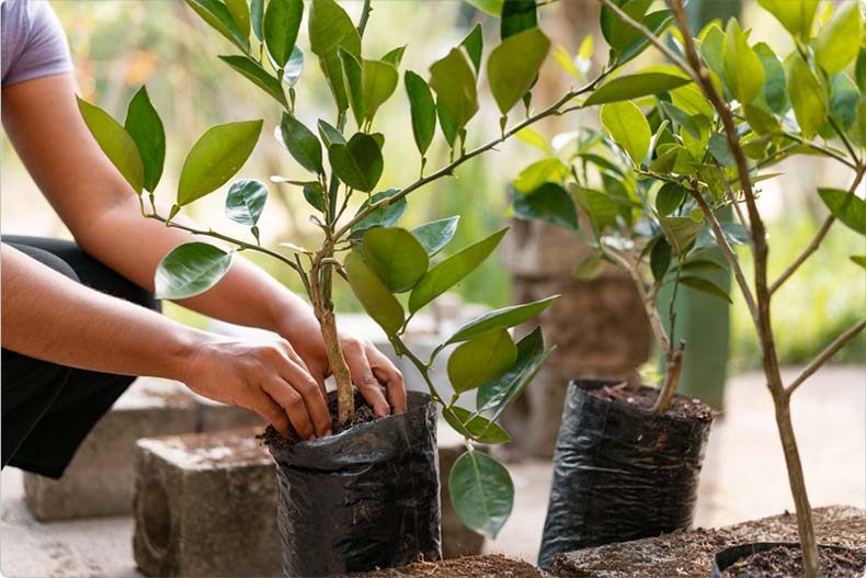 A man prepares to plant a tree