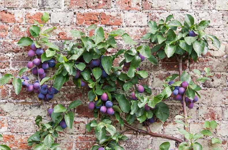 Plum espalier fruit tree next to brick wall