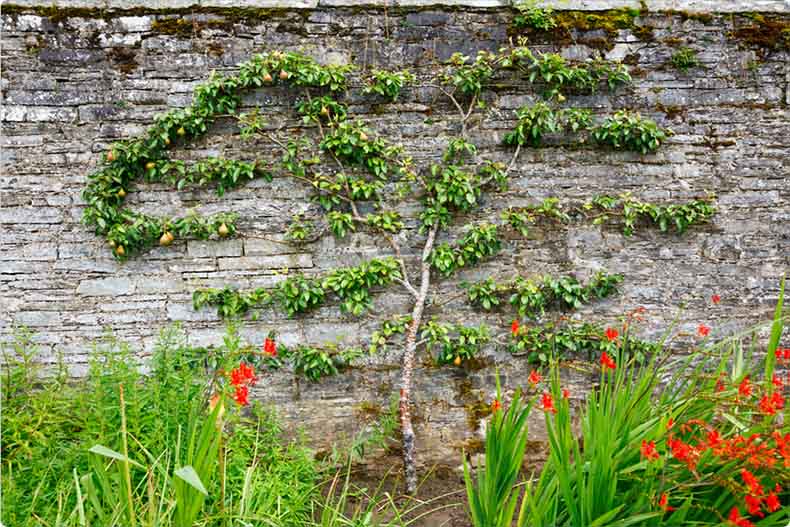 Pear espalier fruit tree