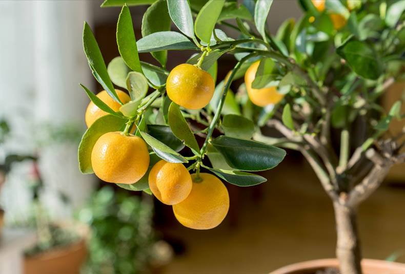 Close-up of ripe fruit on a small potted tree, an excellent example of container fruit trees.