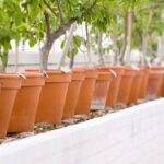 Container fruit trees thriving in terracotta pots, demonstrating easy maintenance and growth.