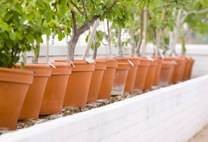 Container fruit trees thriving in terracotta pots, demonstrating easy maintenance and growth. - MyGall.net