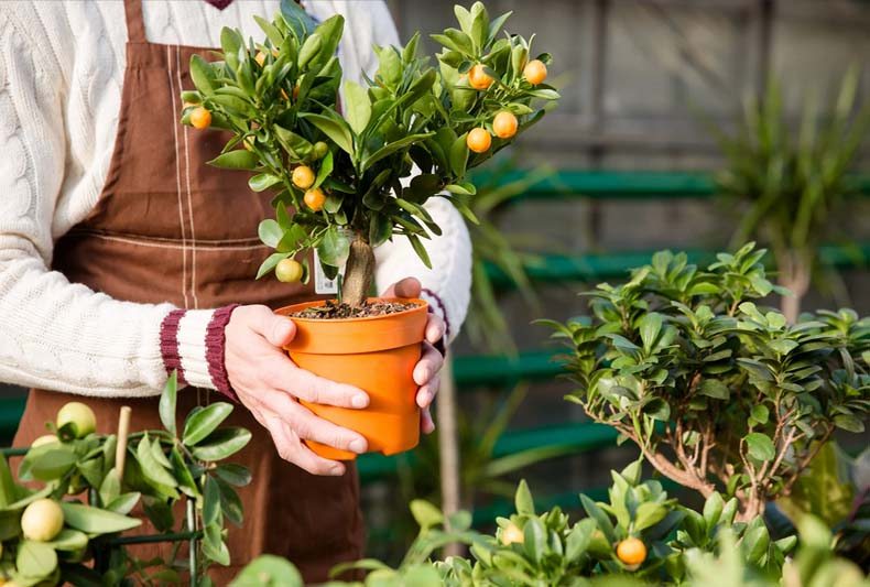 Container fruit trees being cared for with proper potting techniques and tools.