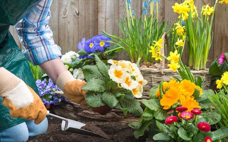 A flower is planted in the yard of a house