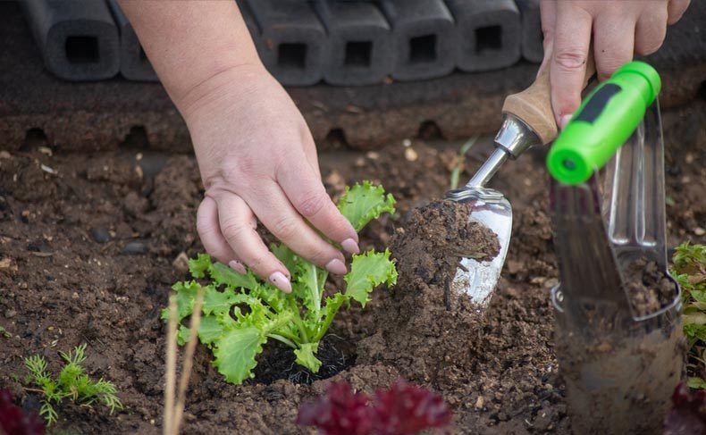 Close-up of hands working with soil to plant a young lettuce